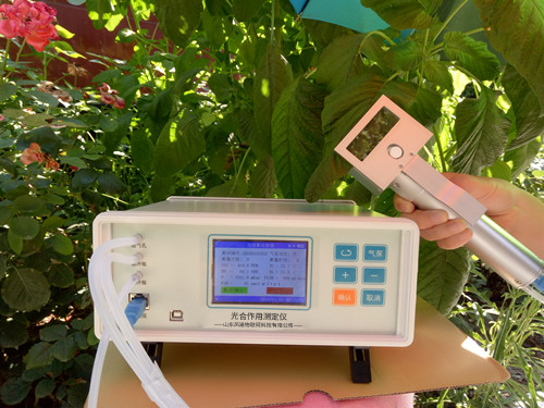 植物气孔针 植物气孔针